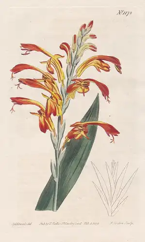Antholyza Aethiopica. Lesser scarlet antholyza. Tab. 1172 - cobra lily/ Pflanze plant / flower flowers Blume B