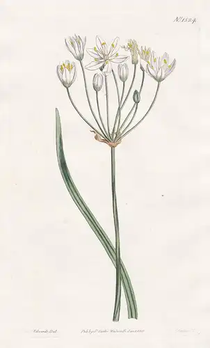 Allium striatum. Streak-leaved garlic. Tab. 1524 - Nothoscordum bivalve / false garlic crowpoison / Pflanze pl