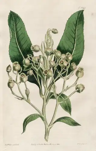 Arbutus canariensis. Teneriffe strawberry-tree. Tab. 1577 - madroño canario Canary Islands / Pflanze plant / f