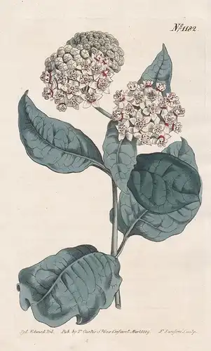 Asclepias variegata. Variegated swallow-wort. Tab. 1182 - Redring milkweed / Carolina / Pflanze plant / flower