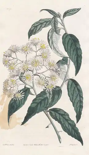 Aster liratus. Fluted-stemmed starwort. Tab. 1509 - snowy daisy-bush / Australia / Pflanze plant / flower flow