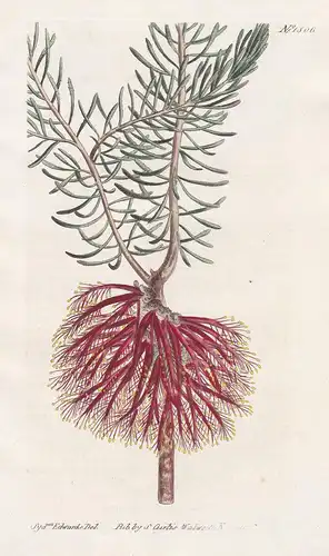 Calothamnus quadrifida. Four-cleft calothamnus. Tab. 1506 - one-sided bottlebrush / Australia / Pflanze plant
