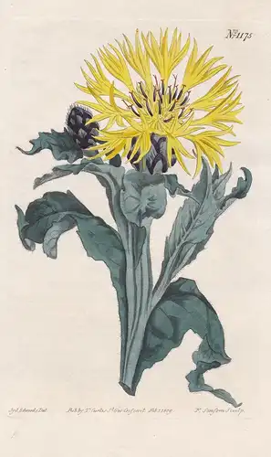 Centaurea Ochroleuca. Caucasian centaury. Tab. 1175 - Centaurea Caucasus / Pflanze plant / flower flowers Blum