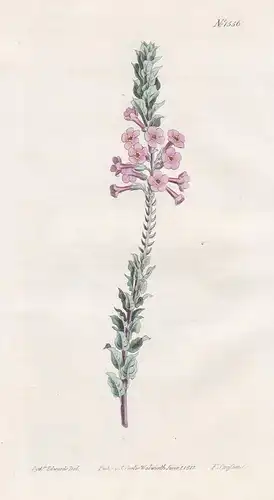 Capraria undulata. Waved-leaved capraria. Tab. 1556 - South Africa / Pflanze plant / flower flowers Blume Blum