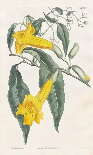 Bignonia uncata. Hooked-tendrilled trumpet-fllower. Tab. 1511 - Dolichandra uncata / West Indies / Pflanze pla