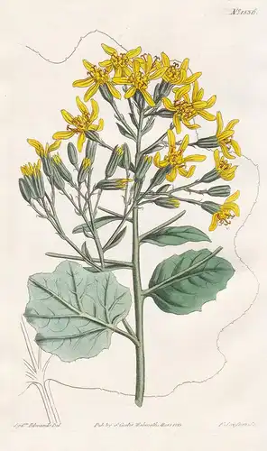 Cineraria petasitis. Butter-bur-leaved cineraria. Tab. 1536 - Roldana petasitis velvet groundsel / Pflanze pla