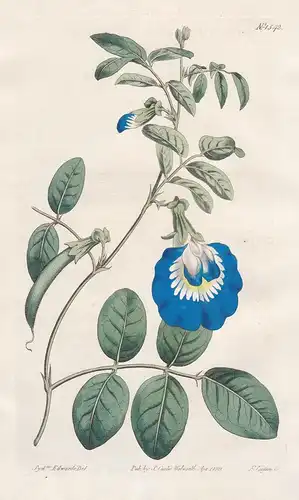 Clitoria ternatea. Wing-leaved clitoria. Tab. 1542 - Blaue Klitorie Asian pigeonwings / East Indies Vietnam /