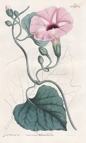 Convolvus jalapa. The true jalap. Tab. 1572 - Jalape jalap / Pflanze plant / flower flowers Blume Blumen / bot