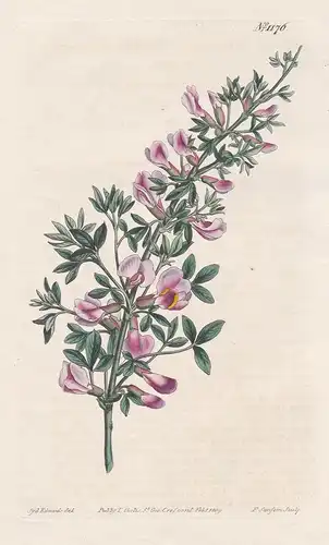 Cytisus purpureus. Purple-flowered cytisus. Tab. 1176 - purple broom / Kärnten / Pflanze plant / flower flower
