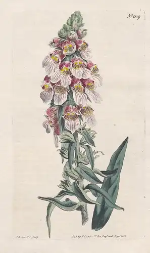 Digitalis lanata. Woolly-spiked fox-glove. Tab. 1159 - woolly foxglove Wolliger Fingerhut / Ungarn Hungary Mag