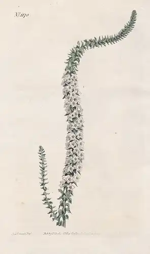 Epacris Pulchella. Sweet-scented epacris. Tab. 1170 - wallum heath / Australia / Pflanze plant / flower flower
