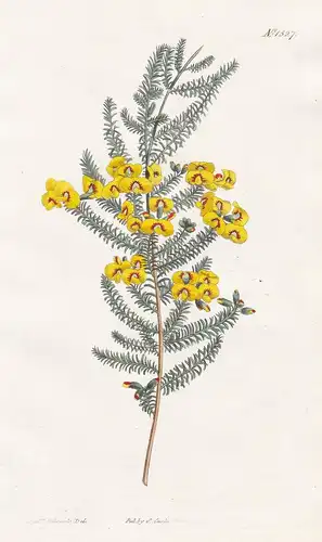 Dillwynia parvifolia. Short-leaved dillwynia. Tab. 1527 - Australia / Pflanze plant / flower flowers Blume Blu