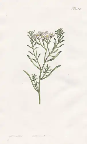 Gompholobium polymorphum. Variable gompholobium. Tab. 1534 - Australia / Pflanze plant / flower flowers Blume