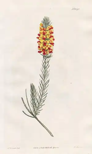 Dillwynia ericifolia. Heath-leaved dillwynia. Tab. 1545 - smooth parrot-pea / Australia / Pflanze plant / flow