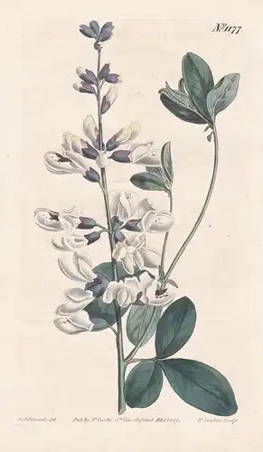 Podalyria alba. White-flowered podalyria. Tab. 1177 - white wild indigo / South Africa / Pflanze plant / flowe