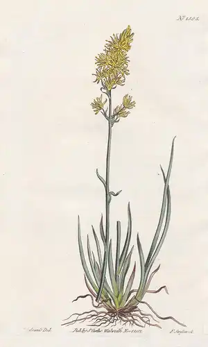 Narthecium americanum. American narthecium. Tab. 1505 - yellow asphodel / North America / Pflanze plant / flow