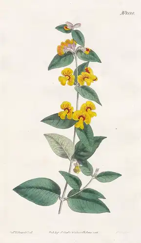 Platylobium parviflorum. Small-flowered flat-pea. Tab. 1520 - Australia / Pflanze plant / flower flowers Blume