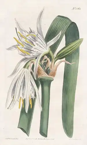 Pancratium Calathinum. White Brasil pancratium. Tab. 1561 - Ismene narcissiflora / Brazil Brasil Brasilien Per