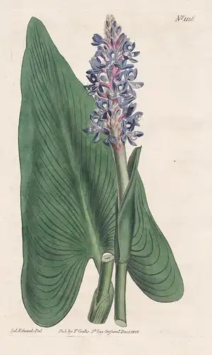 Pontederia Cordata. Heart-leaved Pontederia. Tab. 1156 - pickerelweed Herzblättriges Hechtkraut / North Americ