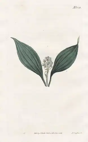 Peliosanthes humilis. Dwarf peliosanthes. Tab. 1532 - Himalaya Malaysia / Pflanze plant / flower flowers Blume