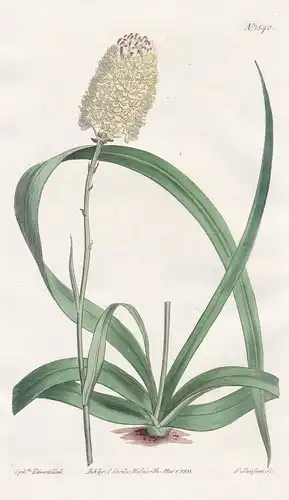 Helonias Laeta. Narrow-channelled-leaved helonias. Tab. 1540 - Carolina / Pflanze plant / flower flowers Blume