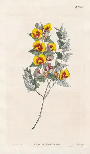 Platylobium triangulare. Triangular-leaved flat-pea. Tab. 1508 - ivy flat-pea / Australia / Pflanze plant / fl