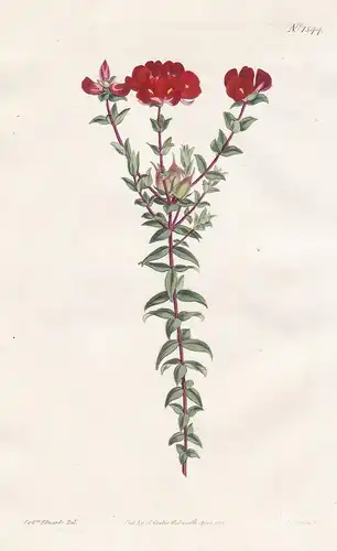 Oxylobium cordifolium. Heart-leaved oxylobium. Tab. 1544 - heart-leaved shaggy pea / Australia / Pflanze plant