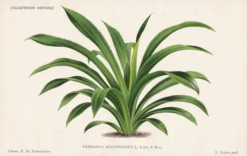 Pandanus Augustianus - Schraubenbäume Schraubenbaum Palme Madagascar Malaysia pandan screw palm Pflanze plant