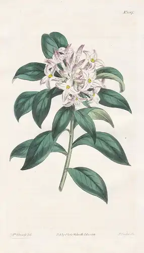 Daphne Odora. Sweet-scented daphne. Tab. 1587 - winter daphne / Korea China Japan / Pflanze plant / flower flo
