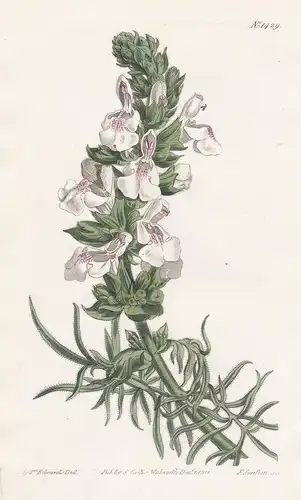 Salvia hablitziana. Hablitz's sage. Tab. 1429 - Salvia scabiosifolia sage Skabiosenblättriger Salbei / Crimea