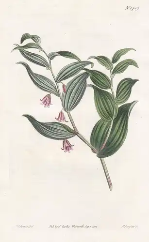 Uvularia rosea. Red small-flowered uvularia. Tab. 1489 - Knotenfuß twistedstalk / North America / Pflanze plan