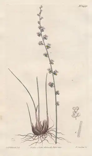 Triglochin bulbosum. Bulbous-rooted arrow-grass. Tab. 1445 - Triglochin bulbosa / Pflanze plant / flower flowe