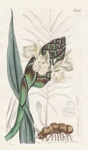 Zingiber casumunar. Casmunar or hairy ginger. Tab. 1426 - Cassumunar ginger / East Indies / Pflanze plant / fl