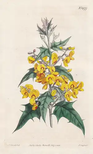 Podolobium trilobum. Holly-leaved podolobium. Tab. 1477 - prickly shaggy-pea / Australia / Pflanze plant / flo