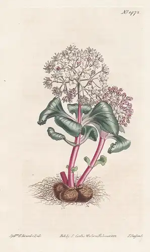 Septas globiflora. Globe-flowered septas. Tab. 1472 - Crassula globiflora Cape snowdrop / South Africa / Pflan