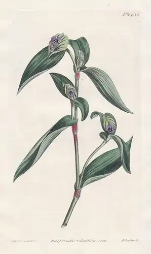 Tradescantia cristata. Crest-bunched spiderwort. Tab. 1435 - Cyanotis cristata / Sri Lanka India / Pflanze pla