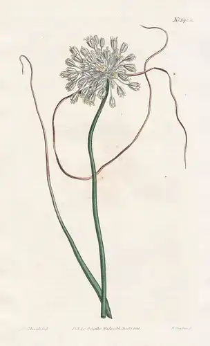 Allium Paniculatum. Pendulous-flowered garlic. Tab. 1432 - pale garlic / Crimea Krim / Pflanze plant / flower