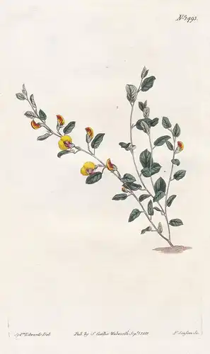 Bossiae Prostrata. Procumbent bossiaea. Tab. 1493 - creeping bossiaea / Australia / Pflanze plant / flower flo