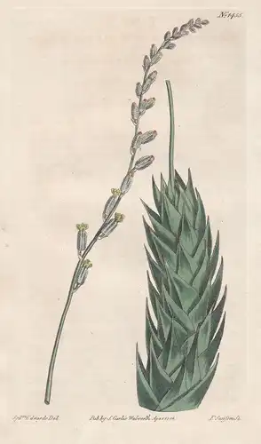 Aloe Spiralis. Rough-flowered Aloe. Tab. 1454 - Astroloba spiralis / Africa / Pflanze plant / flower flowers B