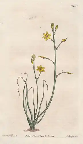 Anthericum annum. Annual anthericum. Tab. 1451 - St. Bernard's Lily / South Africa / Pflanze plant / flower fl