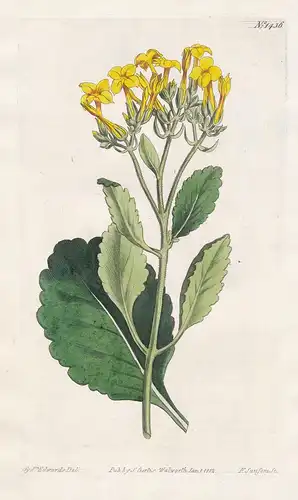 Cotyledon crenata. Scollop-leaved navel-wort. Tab. 1436 - Kalanchoe crenata / Sierra Leone / Pflanze plant / f
