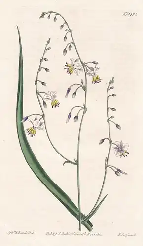 Arthropodium paniculatum. Panicled Arthropodium. Tab. 1421 - pale vanilla lily / Australia / Pflanze plant / f