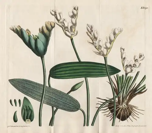 Aponogeton distachyon. Forked-flowered aponogeton. Tab. 1293 - waterblommetjie / Jamaica / Pflanze plant / flo