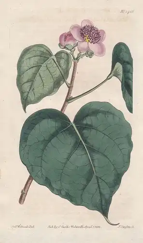 Bixa orellana. Heart-leaved bixa, or anotta. Tab. 1456 - achiote Annattostrauch / Central America / Pflanze pl