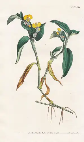 Commelina Africana. Yellow Cape-Commelina. Tab. 1431 - yellow commelina / South Africa / Pflanze plant / flowe