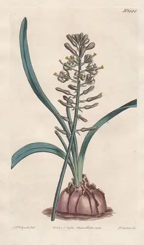 Drimia ciliaris. Fringed-leaved drimia. Tab. 1444 - squill / South Africa / Pflanze plant / flower flowers Blu