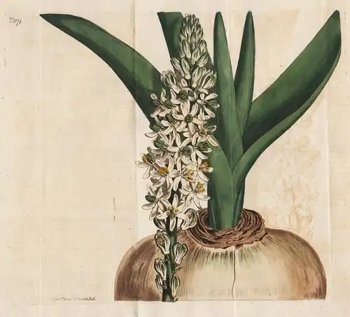 Drimia altissima. Tallest drimia. Tab. 1074 - South Africa / Pflanze plant / flower flowers Blume Blumen / bot