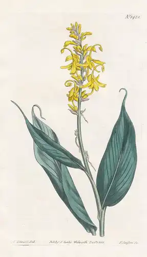 Globba Sessiliflora. Sessile-flowered globba. Tab. 1428 - Peru East Indies / Pflanze plant / flower flowers Bl