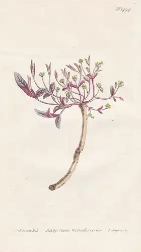 Euphorbia ipecacuanhae. Emetic spurge. Tab. 1494 - Carolina ipecac / North America / Pflanze plant / flower fl