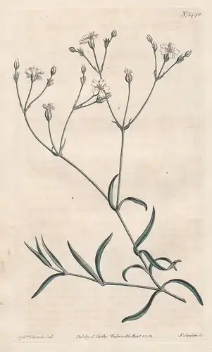 Gypsophila repens. Creeping gypsophila. Tab. 1448 - alpine gypsophila Kriechendes Gipskraut / Pflanze plant /